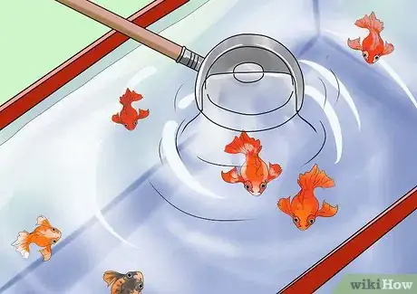 Immagine titolata Cure Goldfish Dropsy Step 1