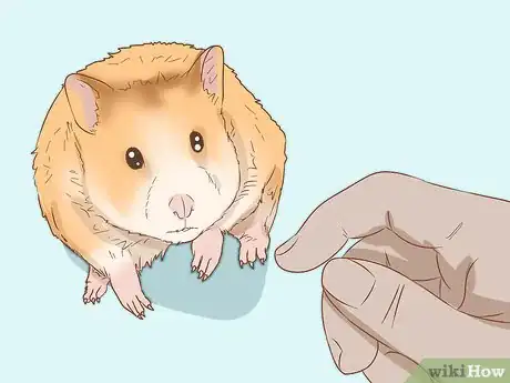 Immagine titolata Care for Syrian Hamsters Step 10