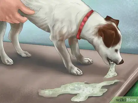 Immagine titolata Comfort Your Dog Step 13