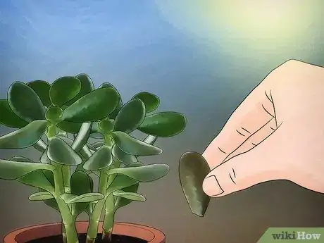 Immagine titolata Grow a Jade Plant Step 9