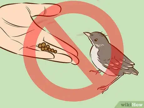 Immagine titolata Help a Baby Bird That Has Fallen Out of a Nest Step 10