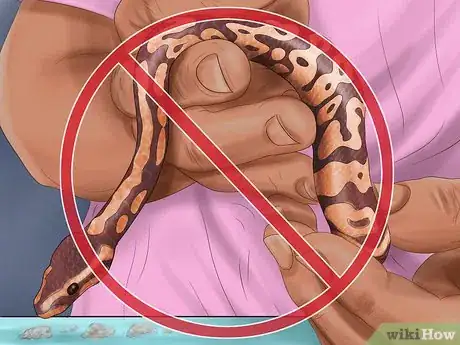 Immagine titolata Care for Your Ball Python Step 16