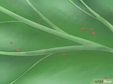 Immagine titolata Get Rid of Red Spider Mites Organically Step 1