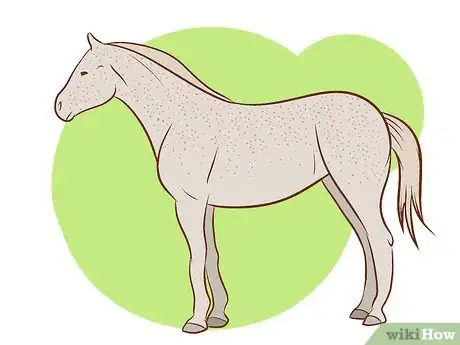 Immagine titolata Distinguish Horse Color by Name Step 2Bullet8