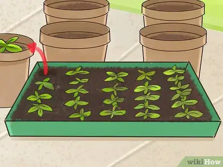 Immagine titolata Plant Angel Trumpet Seeds Step 11