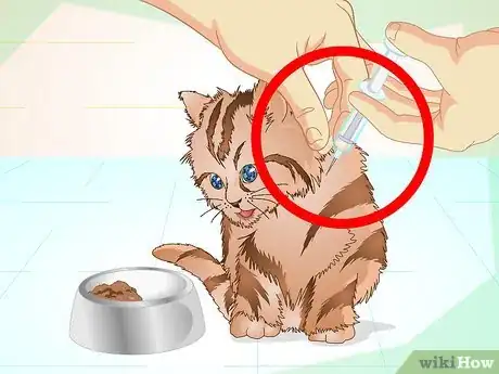 Immagine titolata Get a Sick Kitten to Eat Step 9