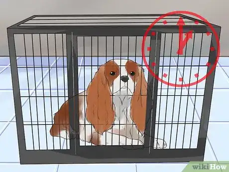 Immagine titolata Train Cavalier King Charles Spaniels Step 9