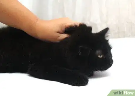 Immagine titolata Hold a Cat by the Scruff Step 5
