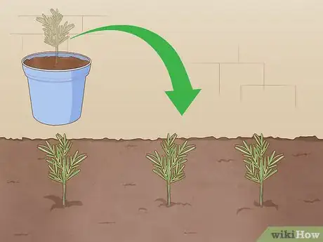 Immagine titolata Grow Rosemary Step 4