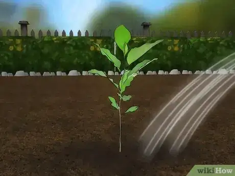 Immagine titolata Grow a Magnolia Tree Step 8