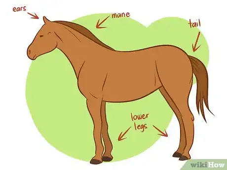 Immagine titolata Distinguish Horse Color by Name Step 1Bullet1