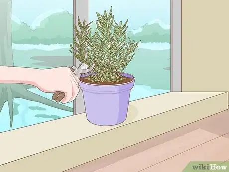 Immagine titolata Grow Rosemary Step 8