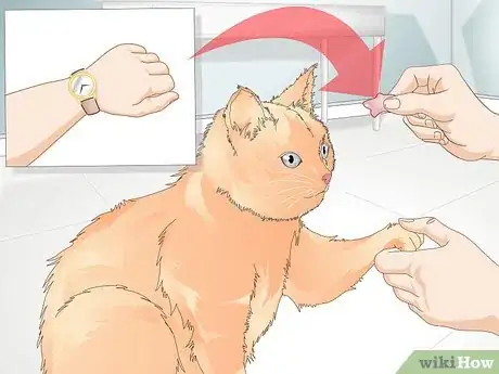 Immagine titolata Teach Your Cat to Give a Handshake Step 12