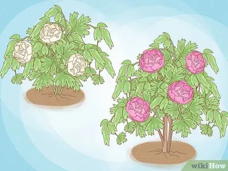 Immagine titolata Plant Peonies Step 6