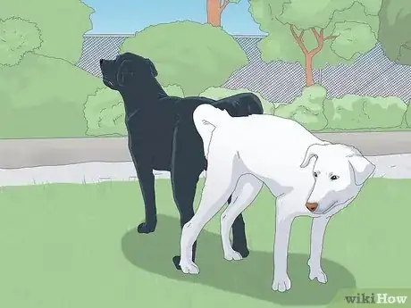 Immagine titolata Unstick a Dog After Mating Step 2