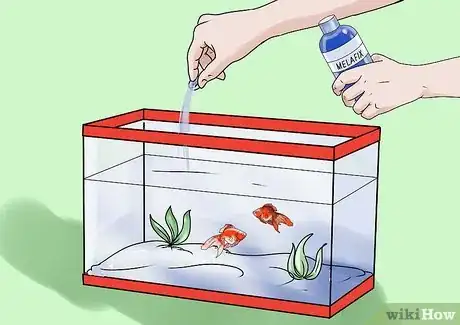 Immagine titolata Cure Goldfish Dropsy Step 4