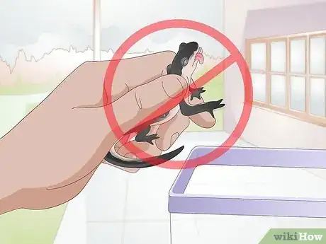Immagine titolata Care for Salamanders Step 11