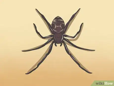 Immagine titolata Identify a Cobweb Spider Step 1