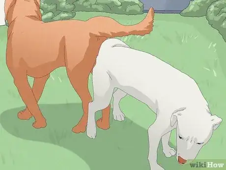 Immagine titolata Unstick a Dog After Mating Step 1