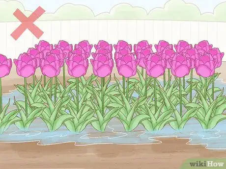 Immagine titolata Care for Tulips Step 10