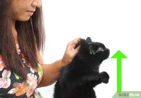 Immagine titolata Hold a Cat by the Scruff Step 6