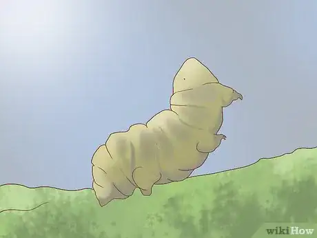 Immagine titolata Find and Care for a Pet Tardigrade (Water Bear) Step 11