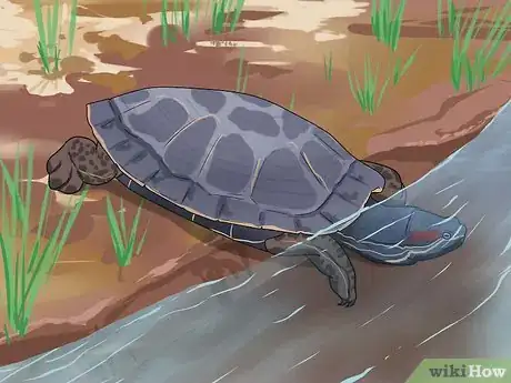 Immagine titolata Tell the Difference Between a Tortoise, Terrapin and Turtle Step 3