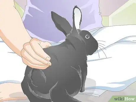 Immagine titolata Earn Your Rabbit's Trust Step 8