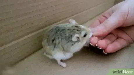 Immagine titolata Play With a Hamster Step 3