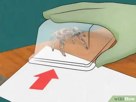 Immagine titolata Pick up a Tarantula Step 3