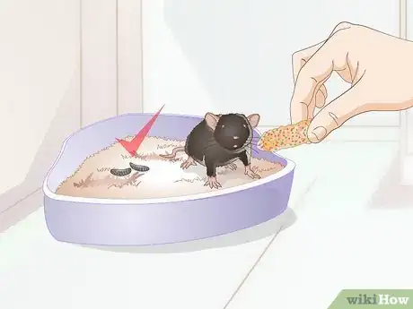 Immagine titolata Litterbox Train Your Rat Step 5