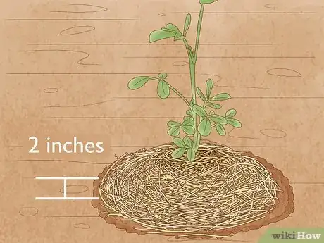 Immagine titolata Grow Peanuts Step 13