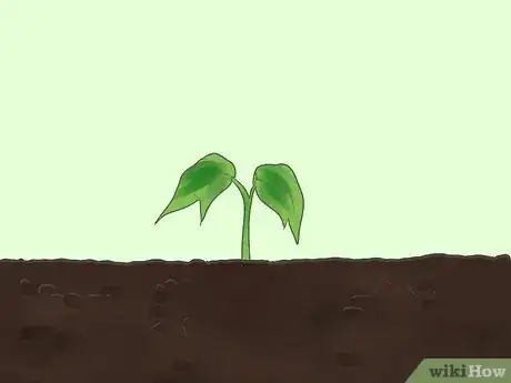 Immagine titolata Germinate Tree Seeds Step 17