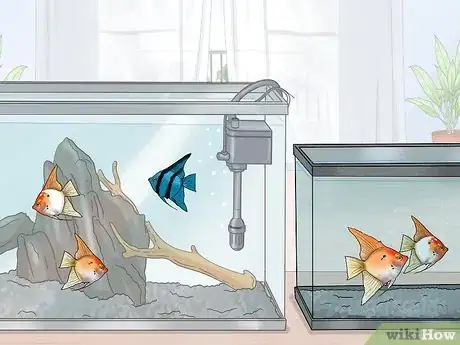 Immagine titolata Breed Angelfish Step 10