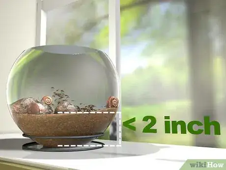 Immagine titolata Breed a Pet Snail Step 1