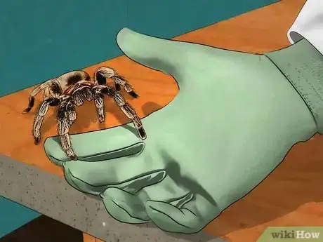 Immagine titolata Pick up a Tarantula Step 2