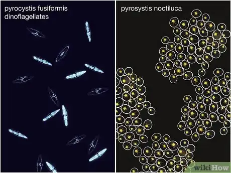 Immagine titolata Grow Bioluminescent Algae at Home Step 1