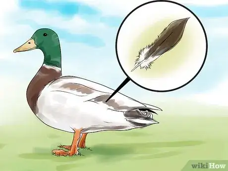 Immagine titolata Tell the Difference Between Male and Female Ducks Step 1