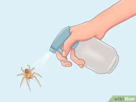 Immagine titolata Get Spiders Out of Your House Without Killing Them Step 14