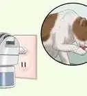 Impedire che il Gatto si Strappi il Pelo