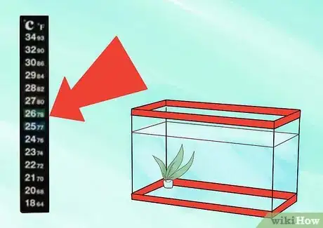 Immagine titolata Breed Guppies Step 4