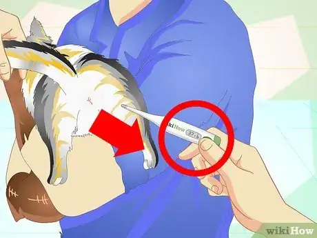 Immagine titolata Check a Cat's Temperature Step 9