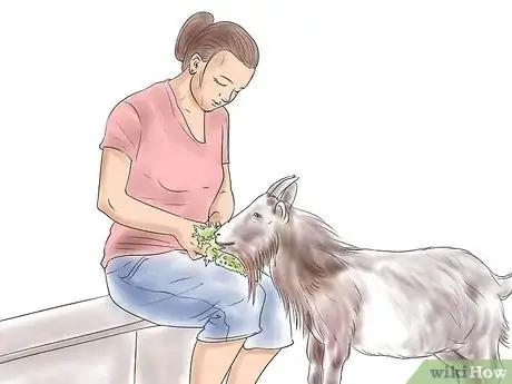 Immagine titolata Raise Nigerian Dwarf Goats Step 1