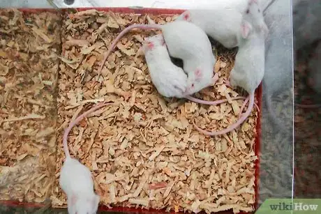 Immagine titolata Breed Mice Step 7