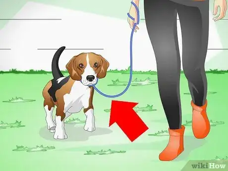 Immagine titolata Keep Your Dog Calm Outside His Crate Step 7