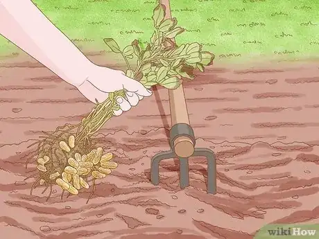 Immagine titolata Grow Peanuts Step 18