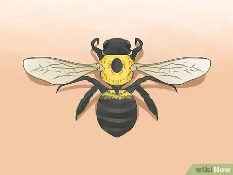 Immagine titolata Identify Carpenter Bees Step 1