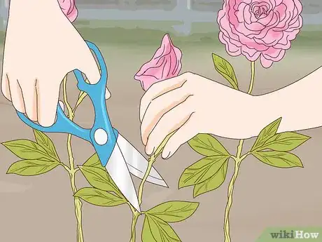 Immagine titolata Get Peonies to Bloom Step 5