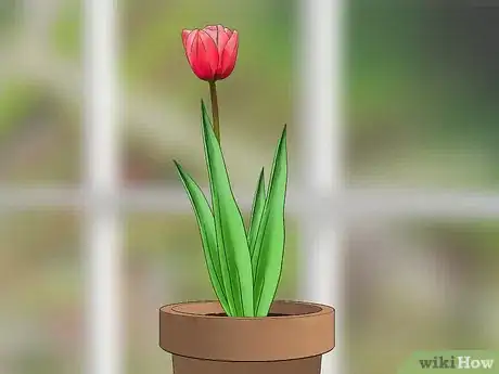 Immagine titolata Grow Tulips in Pots Step 10