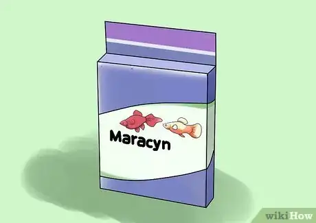 Immagine titolata Cure Goldfish Dropsy Step 3